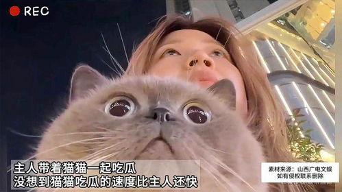 吃瓜猫咪特效视频,萌态百出，特效视频引网友爆笑